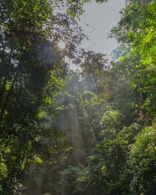 Sunlight through a green forest