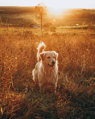 Golden retriever sitting in tall grass at sunset