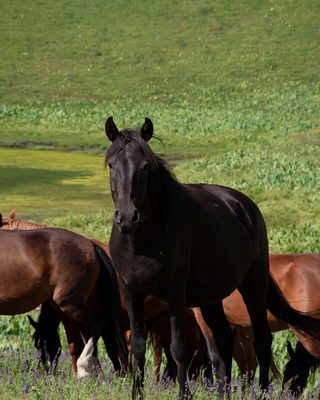 Horses grazing in a green field
