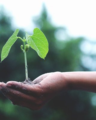 A seedling held in an open hand